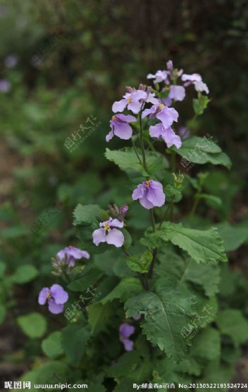 自然摄影紫蝴蝶花图片