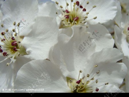 梨花繁盛图片