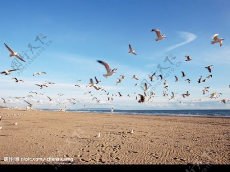 海鸥飞翔自由自在图片