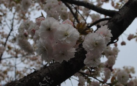 繁盛樱花图片