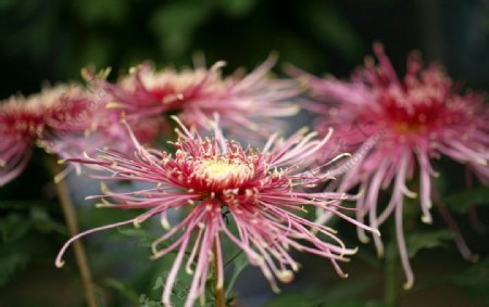 菊花图片