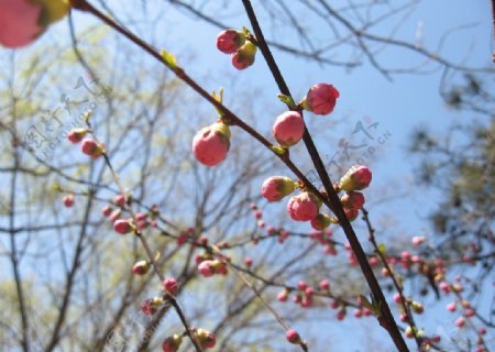 桃花图片