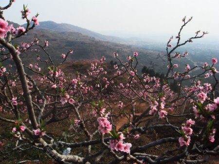 桃花树枝图片