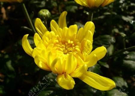 一朵黄色的菊花图片