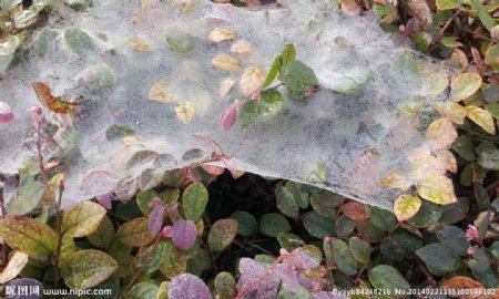 晨雾中的蜘蛛网图片