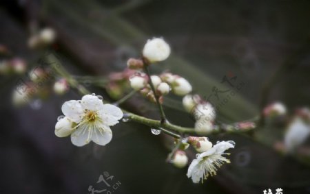 花之物语图片