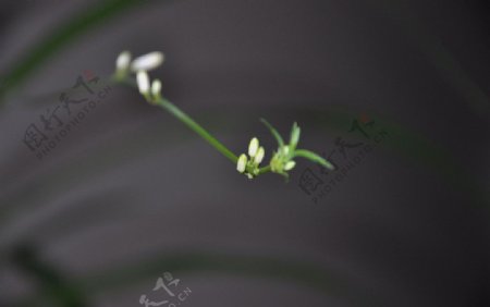 伸展的兰花花苞图片