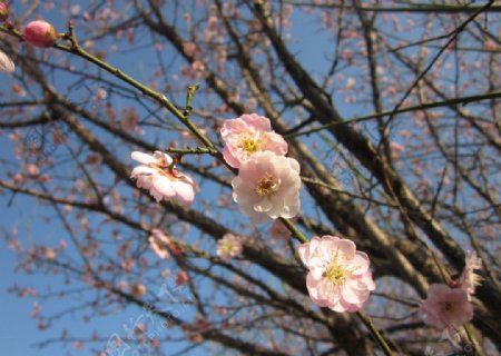 蓝天下一枝粉红梅花图片