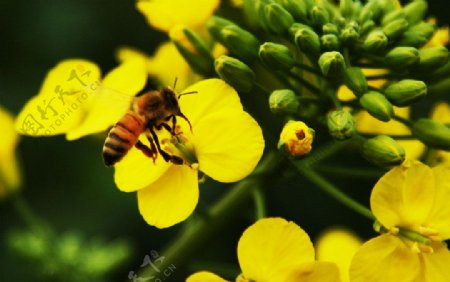 油菜花丛中的蜜蜂图片