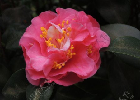 粉红山茶花图片