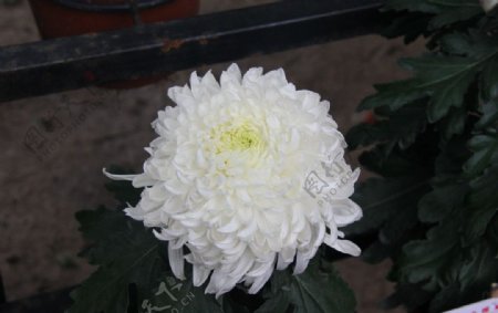 白色菊花图片