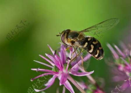 野葱上的蜜蜂图片