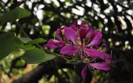 紫荊花图片