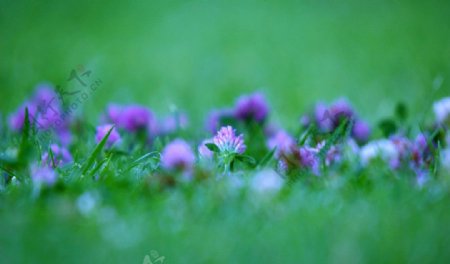 紫色花花海图片