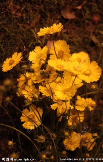 菊类植物花卉图片
