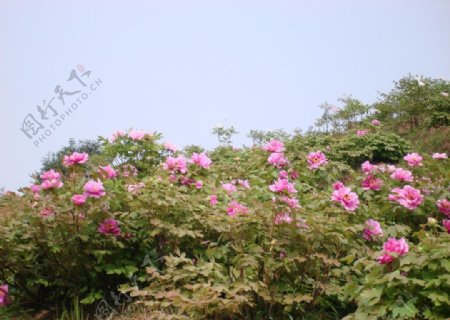 花花草草图片