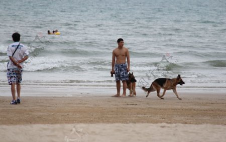 沙滩遛狗图片