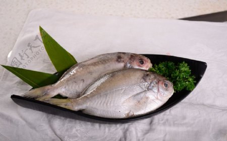 台湾银刀鱼图片