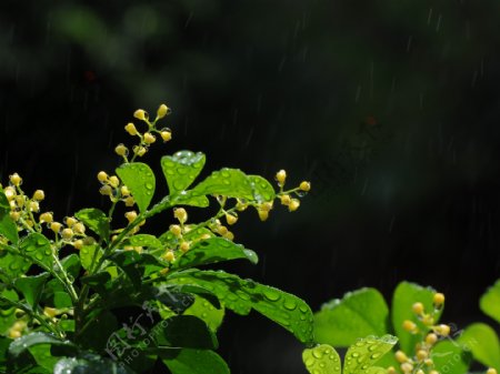 雨中米兰香图片