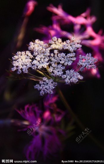 晨曦紫色花图片