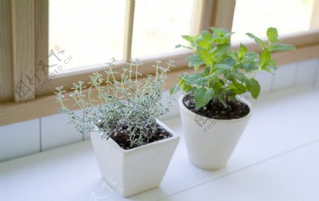 窗台盆栽植物图片