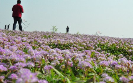 鄱阳湖蓼子花图片