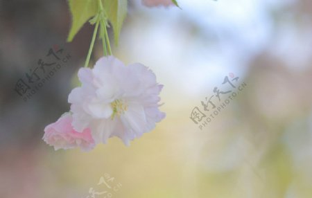 樱花图片
