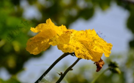 山花图片