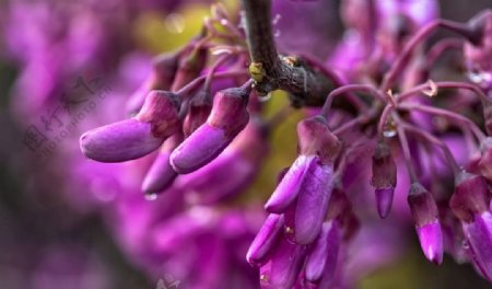 紫色槐花图片