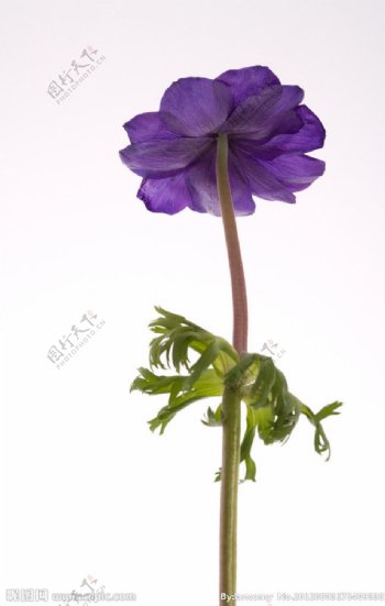 紫翠菊图片