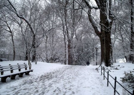 林中雪色图片