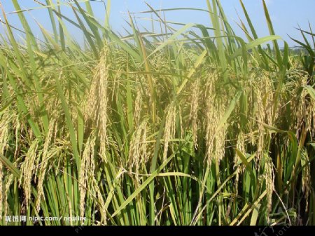 蕪湖優質稻米图片