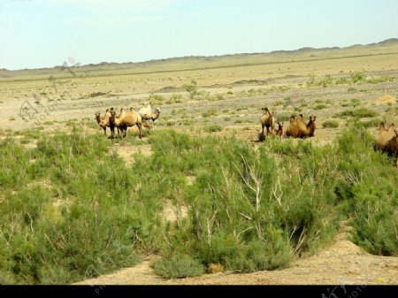 戈壁駱駝图片