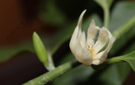 黄角兰花朵图片
