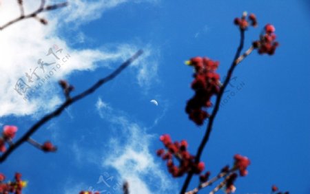 月亮賞櫻图片