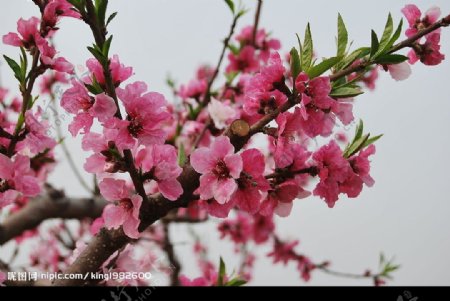 桃花图片