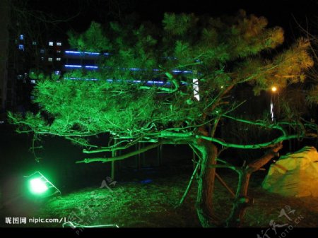 夜晚的松树图片