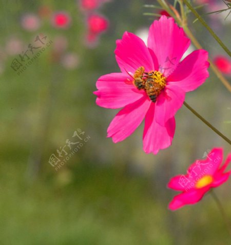 花与蜜蜂图片