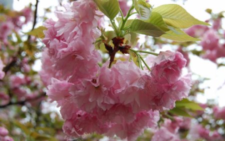 南溪山的樱花图片
