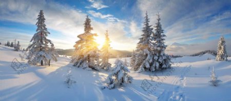 冬季雪景宽幅图片