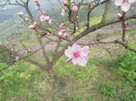 桃花图片