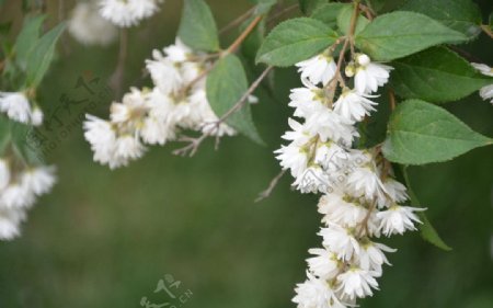 溲疏的花图片