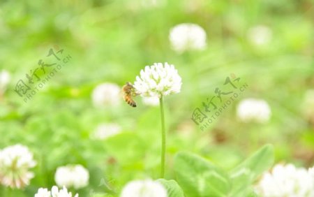 小蜜蜂和花图片