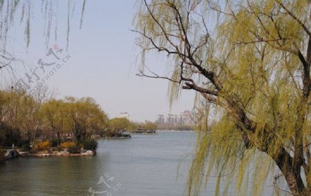柳树湖光图片