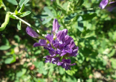 紫花苜蓿图片