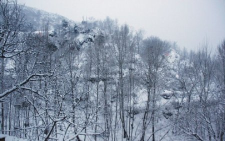 雪后树林图片