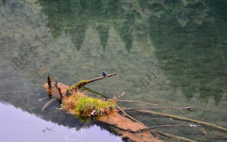 九寨沟湖水与鸟图片