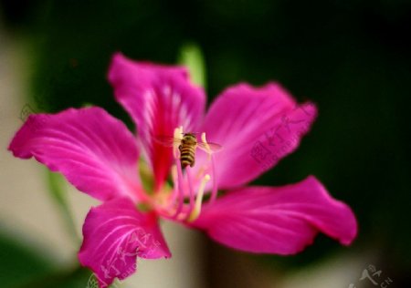红花紫荆图片