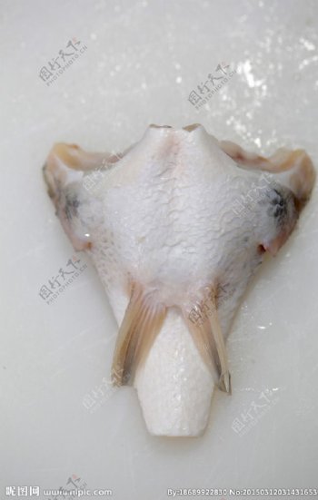 鱼肚水产品图片