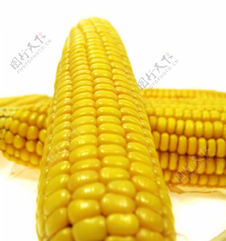 玉米高清摄影图片